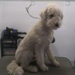 Goldendoodle 'Jip' voor de behandeling