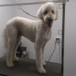 Goldendoodle 'Jip' na de behandeling