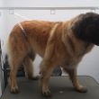 Leonberger 'Cintha'voor de behandeling