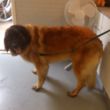 Leonberger 'Cintha' na de behandeling