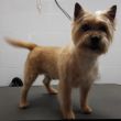 Cairn terrier 'Cooper' na de behandeling